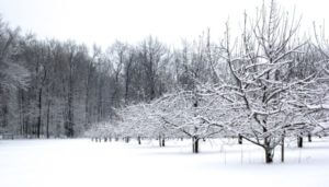 Snötäckta träd